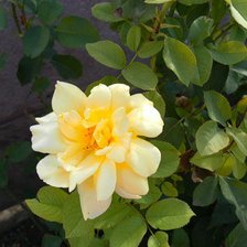 Схема вышивки «роза»