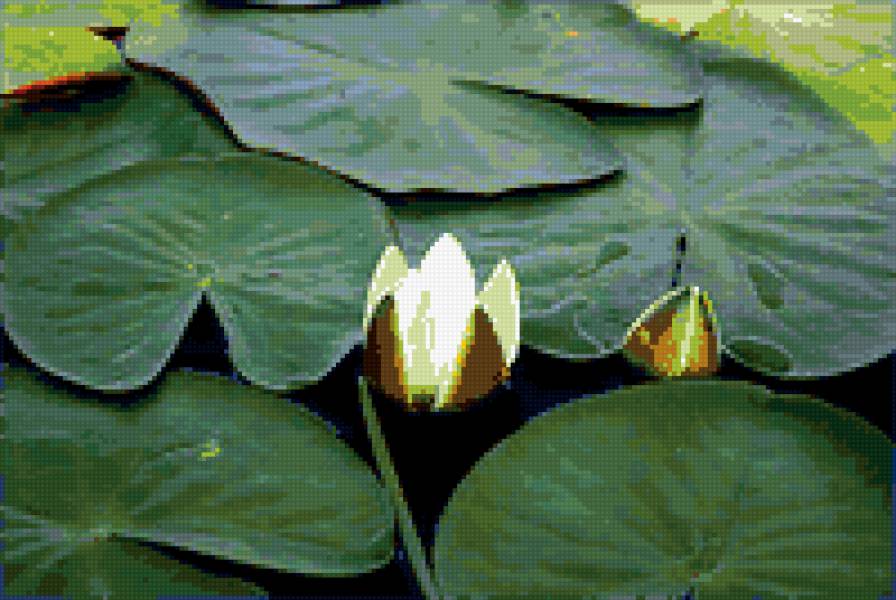 №371229 - озеро, цветы, лилии - предпросмотр