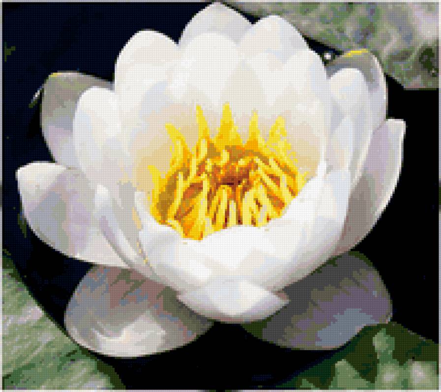 нимфея - лилии, цветы, озеро - предпросмотр