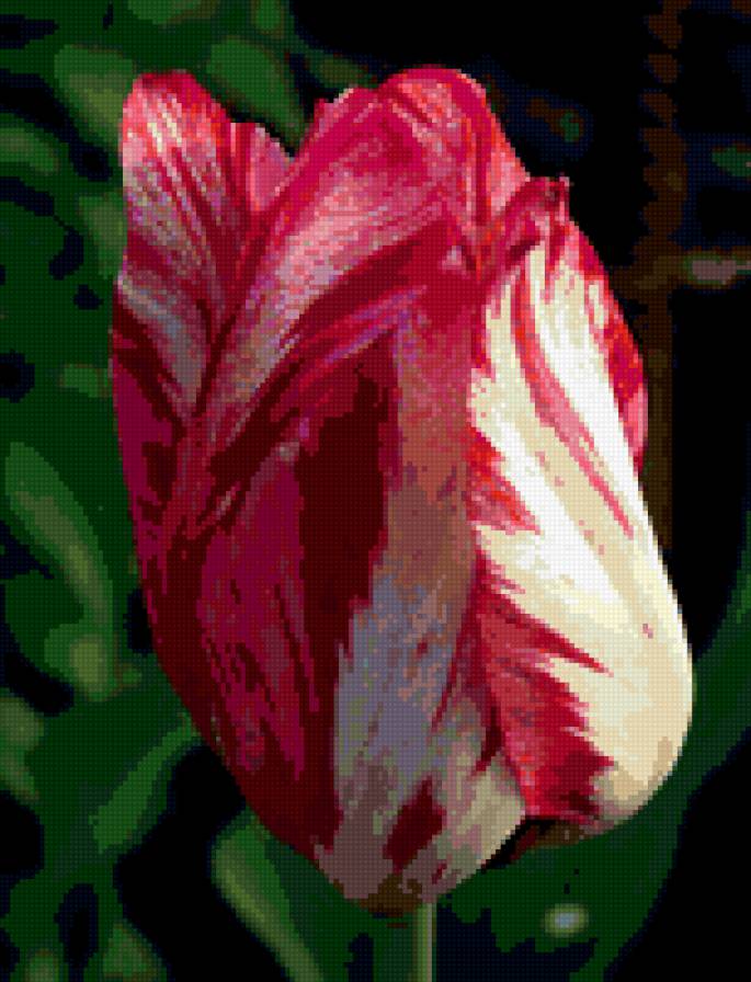 тюльпан - тюльпаны, цвееток, цветы - предпросмотр