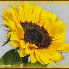 Схема вышивки «№371244»