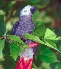 Схема вышивки «№371378»