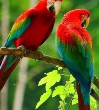 Схема вышивки «№371382»