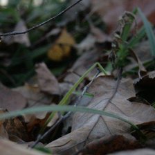 Схема вышивки «Осенняя листва в траве.»