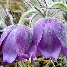 Схема вышивки «№371561»