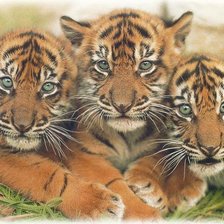 Схема вышивки «картина»