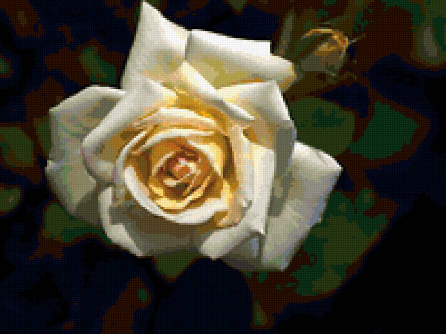 роза - цветок, роза, розы, цветы - предпросмотр