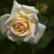 Схема вышивки «роза»