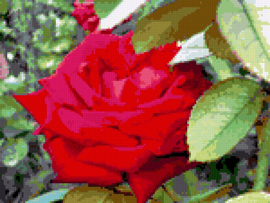 роза - роза, цветок, цветы, розы - предпросмотр