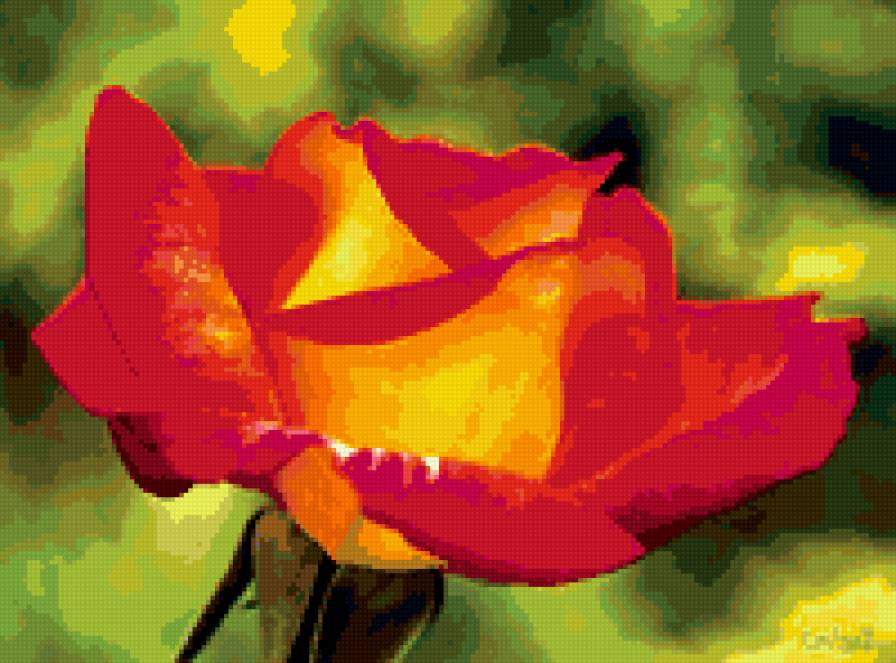 роза - розы, цветы, цветок, роза - предпросмотр