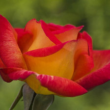 Схема вышивки «роза»