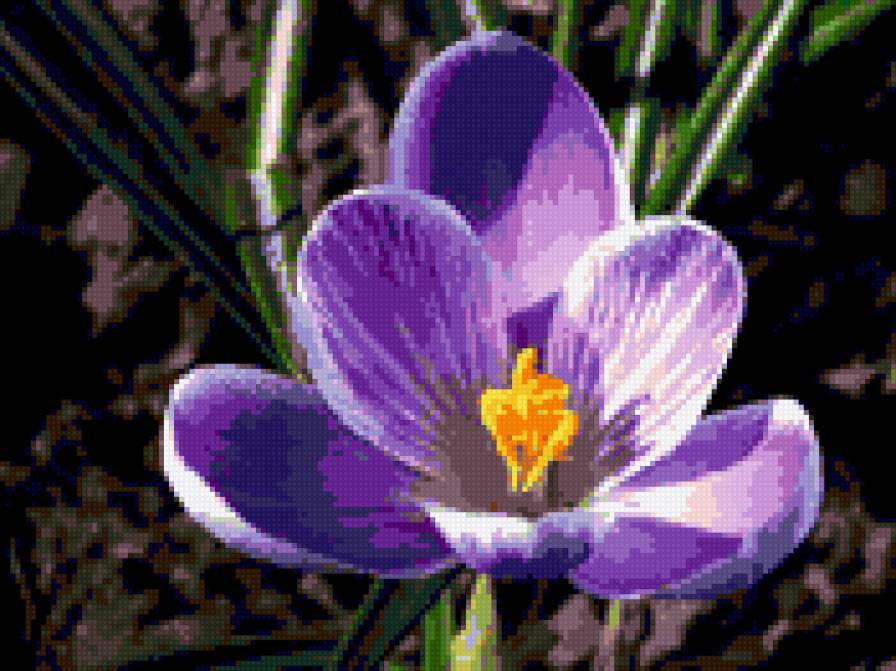 №371690 - цветы, весна, крокусы - предпросмотр