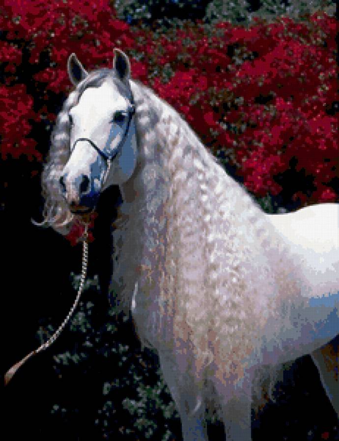 Красавица - лошадь - предпросмотр