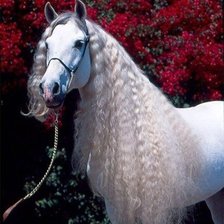 Схема вышивки «Красавица»