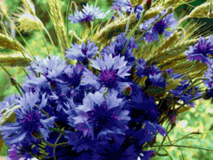 Васильки - цветы, васильки - предпросмотр