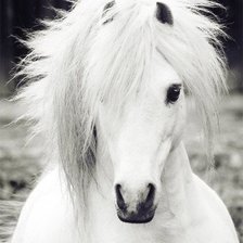 Схема вышивки «Белогривка»