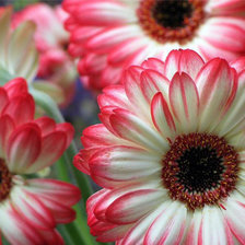 Схема вышивки «весенние цветы»