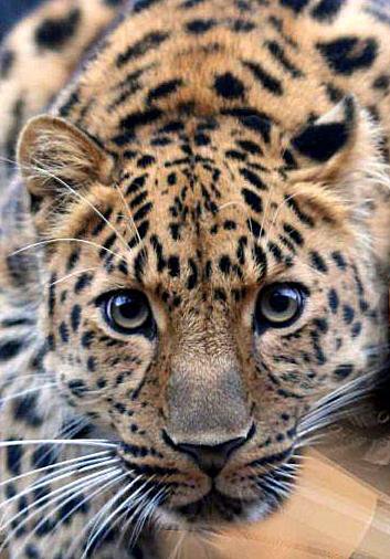 Ласковый и нежный зверь - животные - оригинал