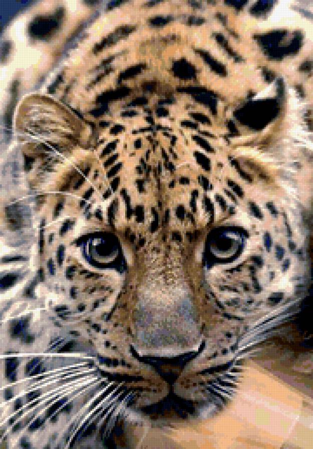 Ласковый и нежный зверь - животные - предпросмотр