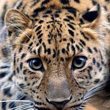 Схема вышивки «Ласковый и нежный зверь»