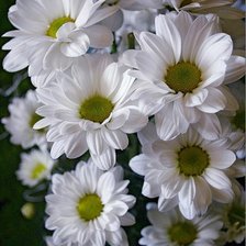 Схема вышивки «Белая хризантема»