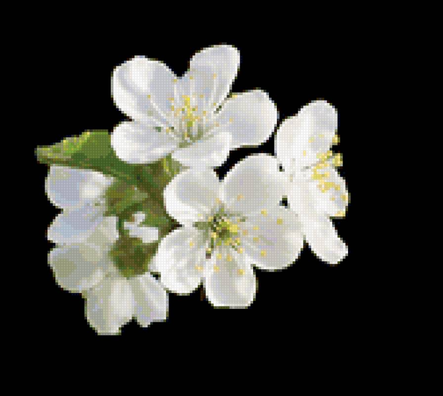 Цвет вишни - цветы, цветение, весна - предпросмотр