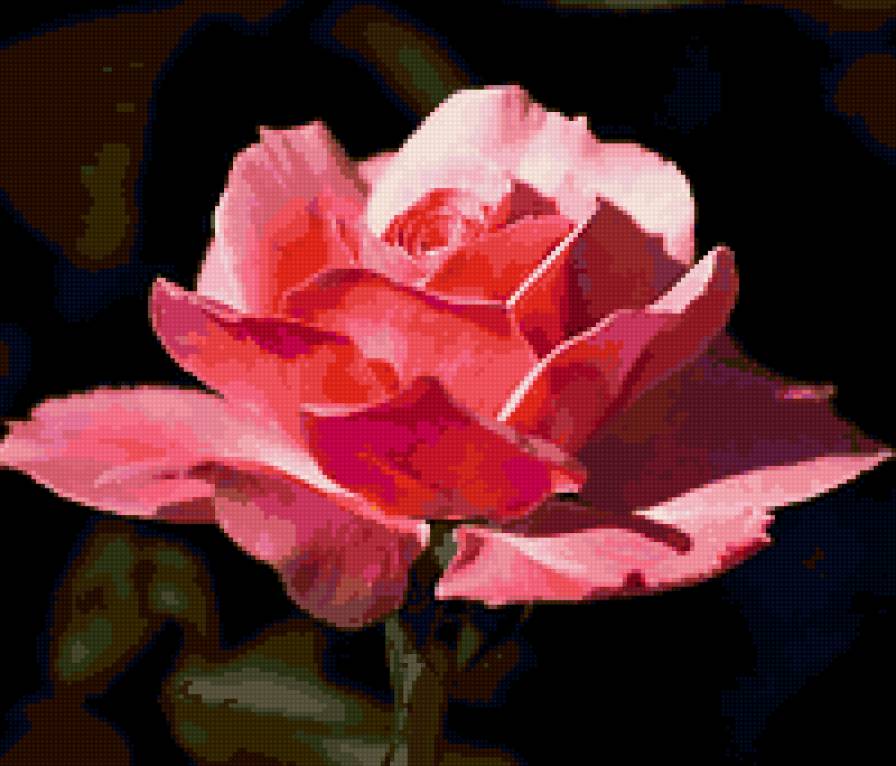 роза - роза, цветок, цветы, розы - предпросмотр