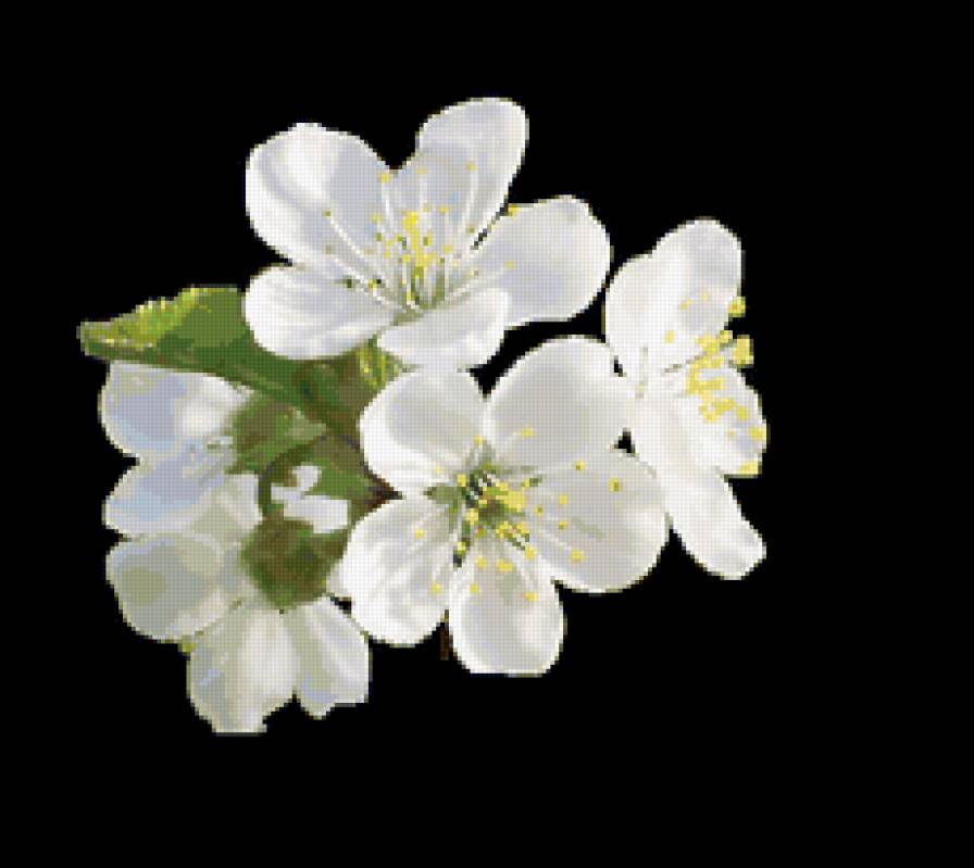 Цвет вишни - цветы, цветение, весна - предпросмотр