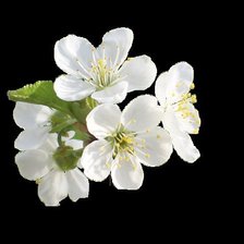 Схема вышивки «Цвет вишни»