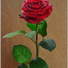 Схема вышивки «роза»