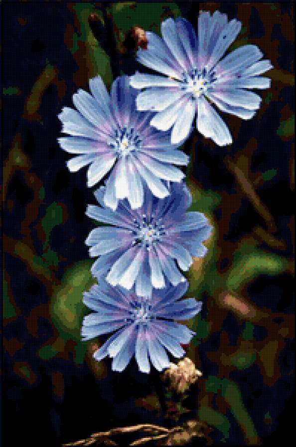 Цикорий - цветы - предпросмотр