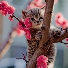 Схема вышивки «Прелесть»