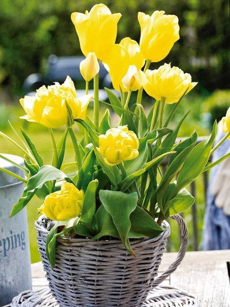 Тюльпаны - цветы, тюльпаны - оригинал