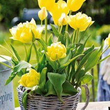 Схема вышивки «Тюльпаны»