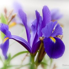 Схема вышивки «ирис»