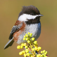 Схема вышивки «№372307»