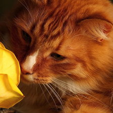 Схема вышивки «Рыжий романтик»