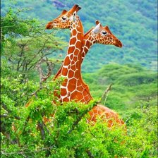 Схема вышивки «Королевские жирафы»