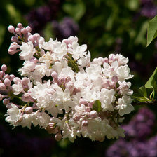Схема вышивки «ветка сирени»