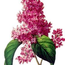 Схема вышивки «яркая сирень»