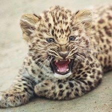 Схема вышивки «№372449»