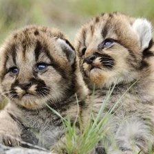 Схема вышивки «№372452»