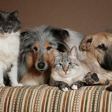 Схема вышивки «Соседи»