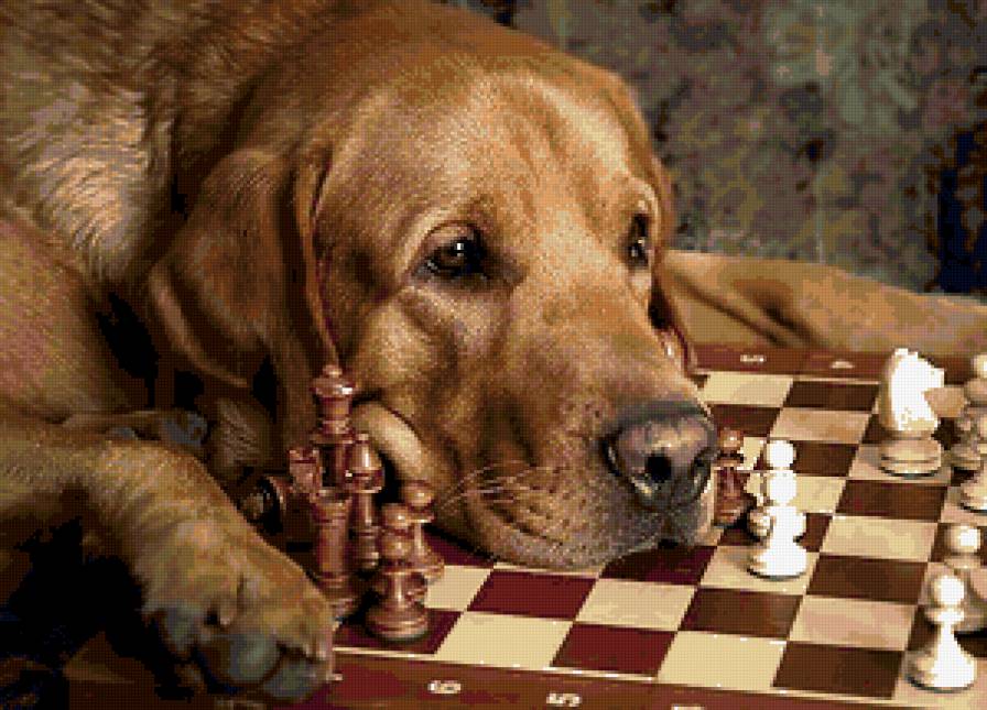 ш - предпросмотр