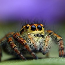 Забавный паучок