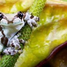 Лягушка - квакушка