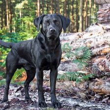 Схема вышивки «Вот это пес»