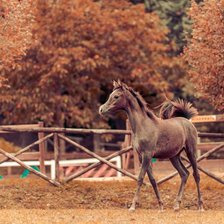 Схема вышивки «Прелесть, а не лошадка»