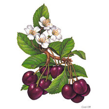 Схема вышивки «вишня»