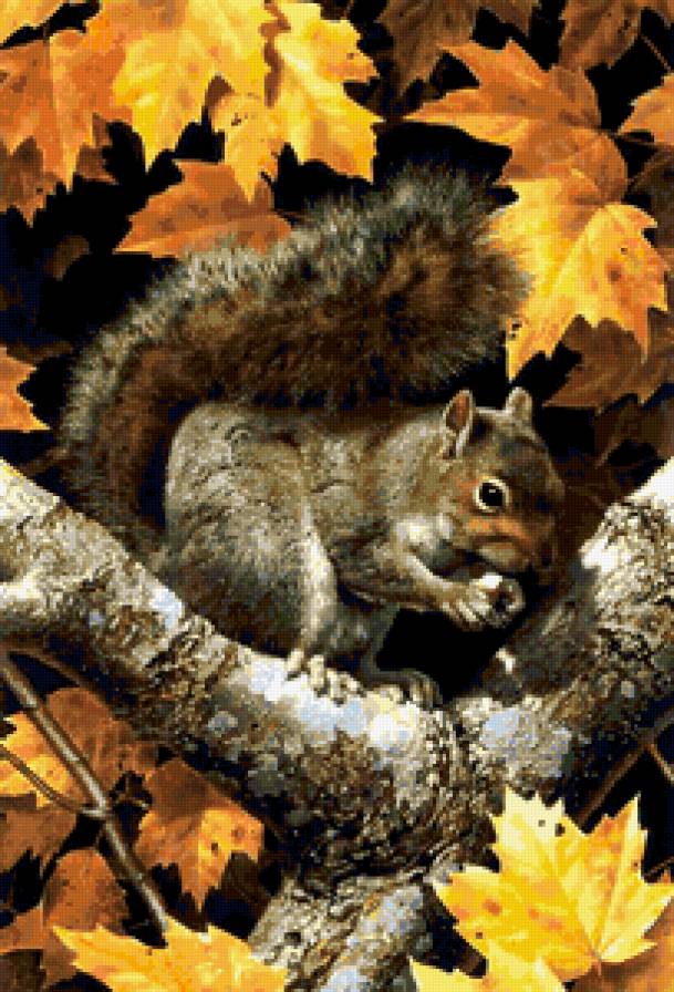 белочка - предпросмотр